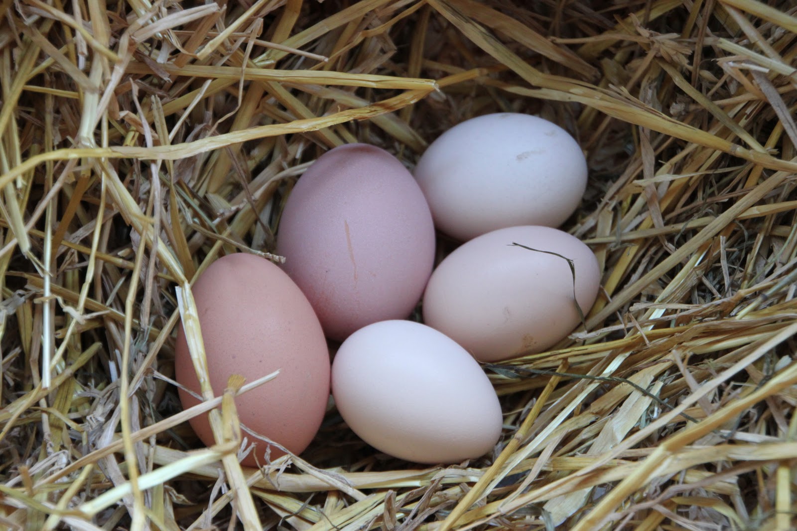 Freshly laid eggs